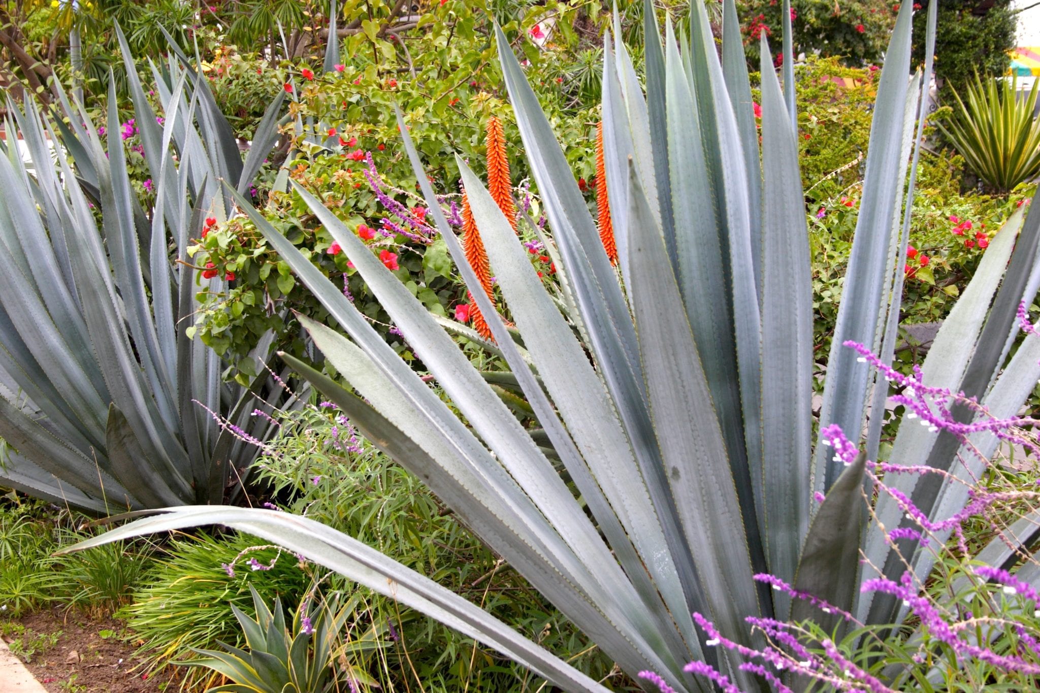 agave aloes