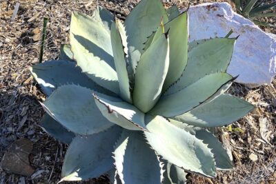 Silvery blue artichoke succulent Agave titanota 'Black and Blue' (c) Debra Lee Baldwin