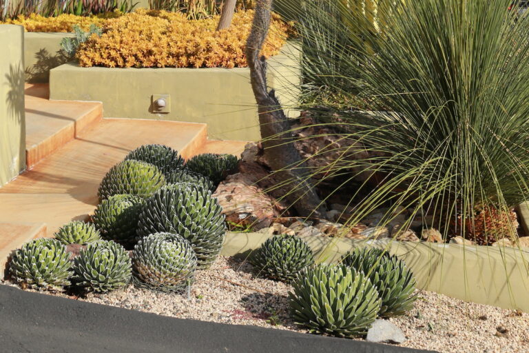 Succulent Driveway Essentials - Debra Lee Baldwin