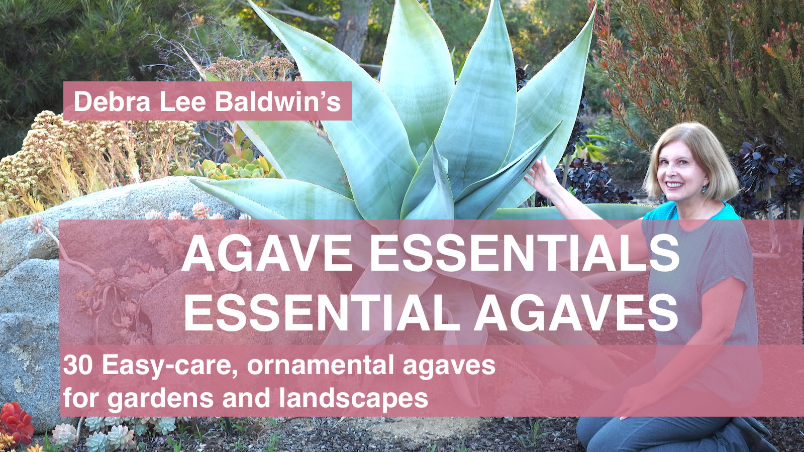 Agave video