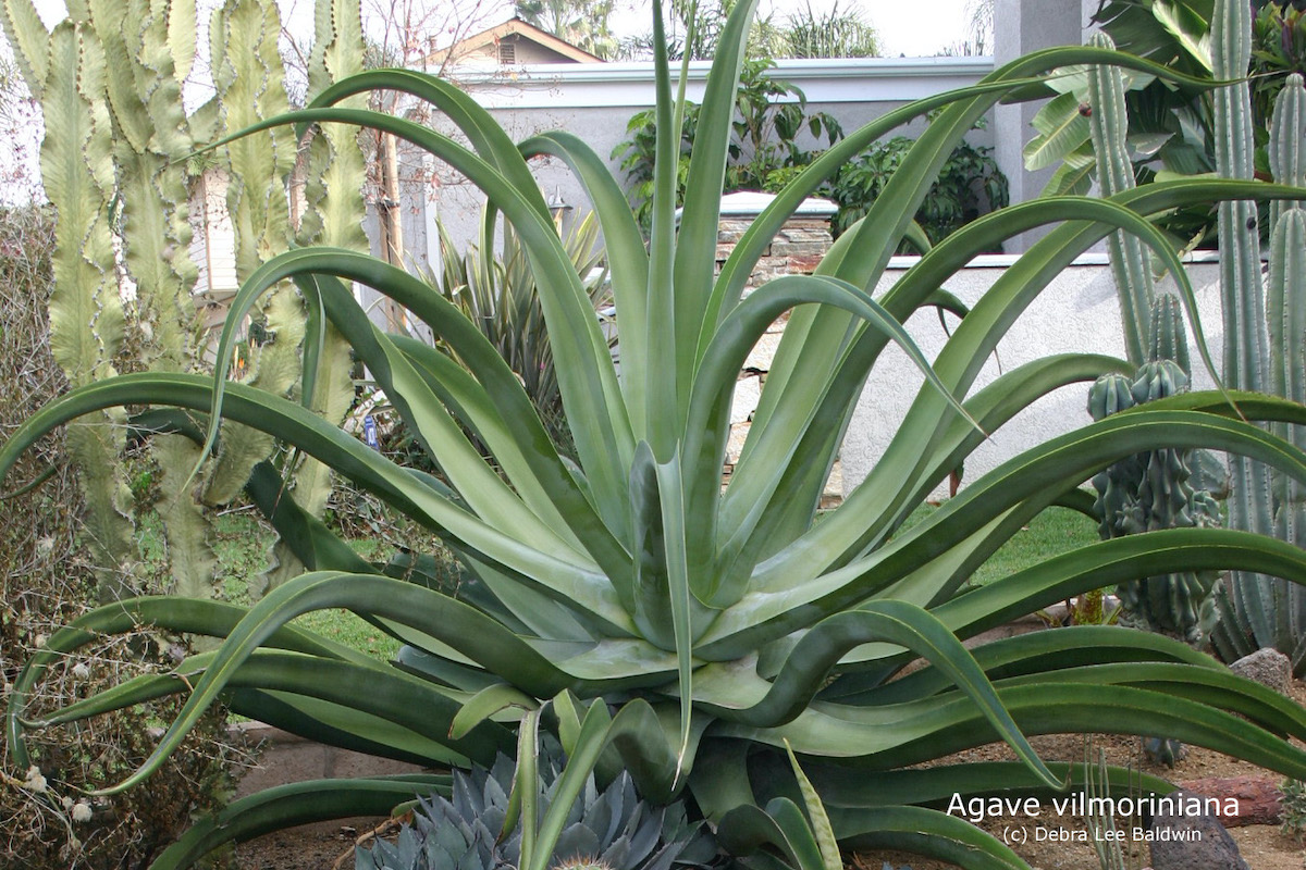 Agave vilmoriniana (c) Debra Lee Baldwin 