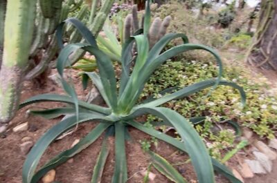 Octopus agave (Agave vilmoriniana) (c) Debra Lee Baldwin