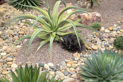 Agave vilmoriniana 'Stained Glass' (variegated octopus agave) is light green striped with yellow (c) Debra Lee Baldwin