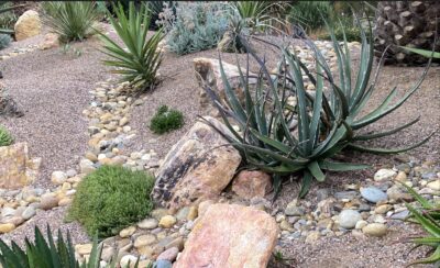 Agave xylonocantha (saw leaf) has long, slender dark green leaves and white teeth