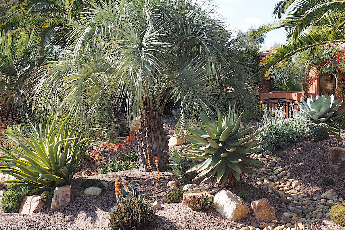 Butia capitata (pindo palm) and succulents in Wanda Mallen's garden