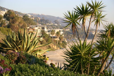 Laguna Beach clifftop succulents (c) Debra Lee Baldwin