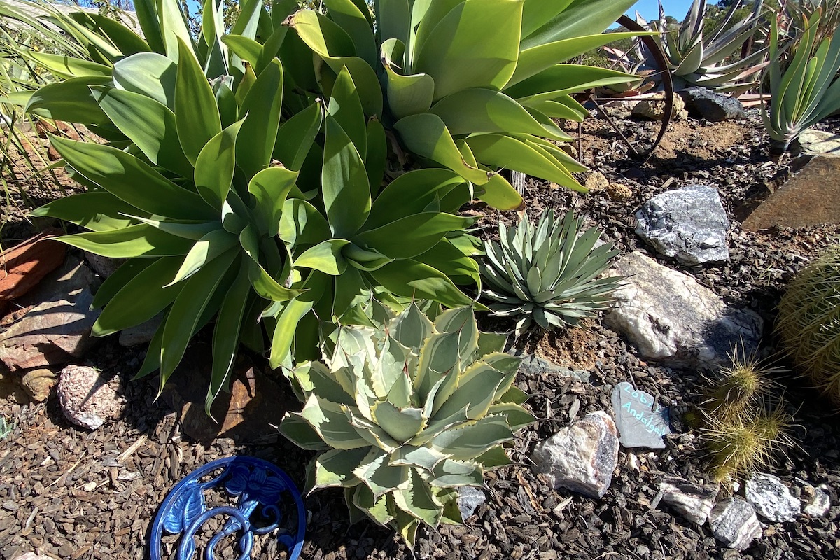 Agaves of varying sizes in the ground: Agave attenuata, Agave macroacantha, Agave 'Cream Spike'