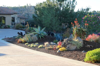 Agaves, barrel cacti, aloes (newly installed) Succulent driveway (c) Debra Lee Baldwin