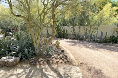 Agaves, cacti, palo verde trees Succulent driveway (c) Debra Lee Baldwin