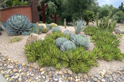 Agave lophantha 'Quadricolor' with Agave parry 'Truncata' (c) Debra Lee Baldwin