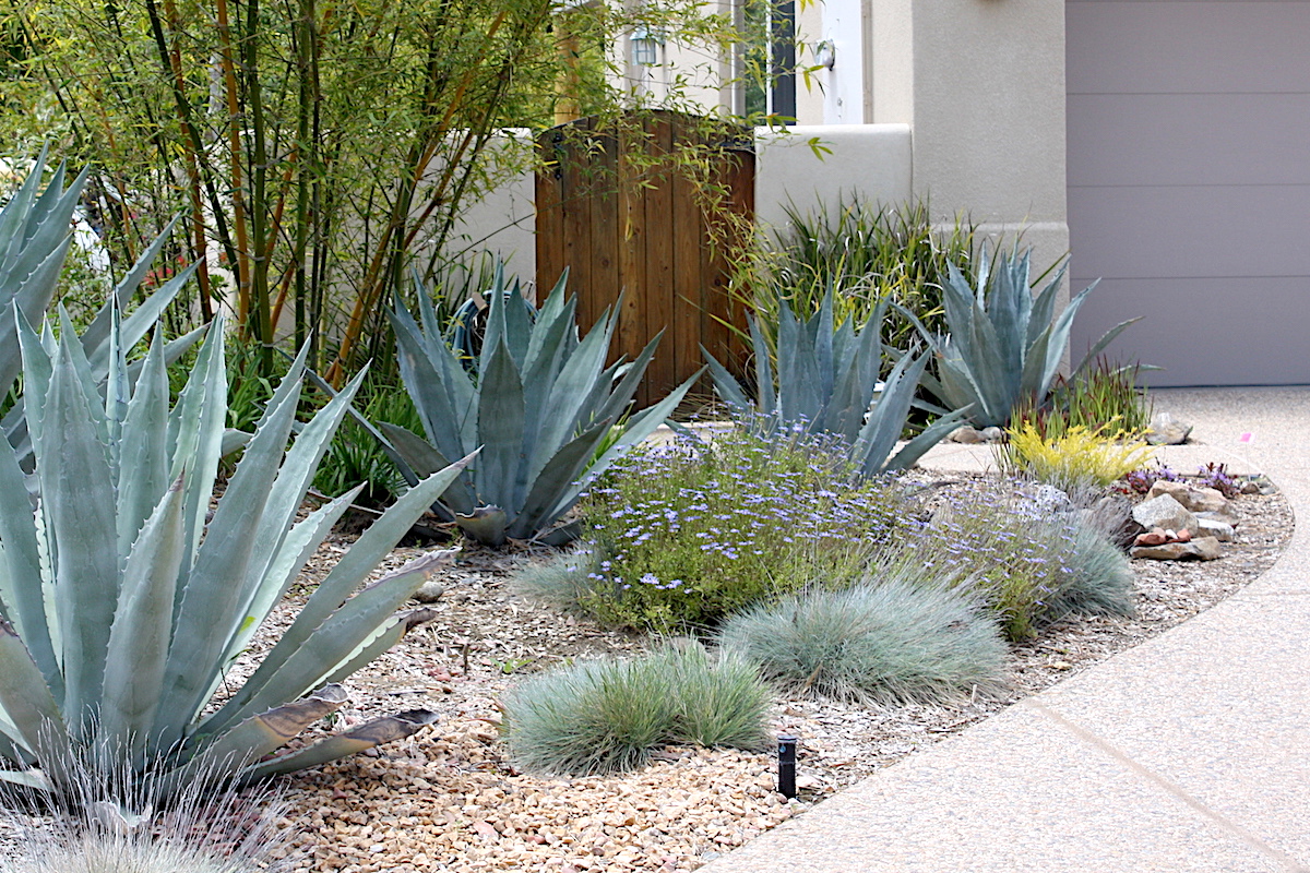 Mistakes with agaves