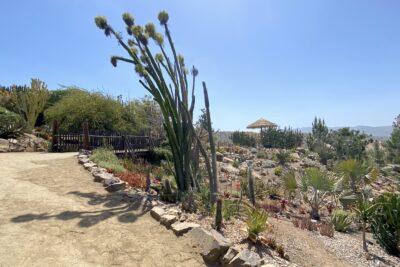 Tall skinny succulent tree with pom-pom flower clusters on top: Allauadia procera in bloom (c) Debra Lee Baldwin