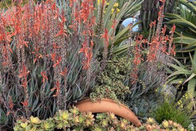 Aloe 'Blue Elf' in bloom (c) Debra Lee Baldwin