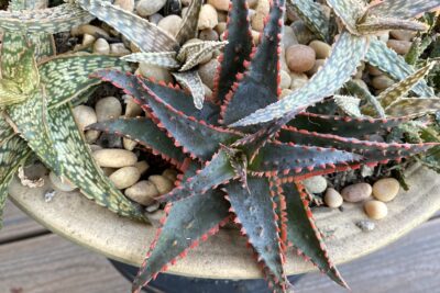 Leaves of Aloe 'Christmas Sleigh' keep their red margins but turn from red to blue unless given lots of sun (c) Debra Lee Baldwin