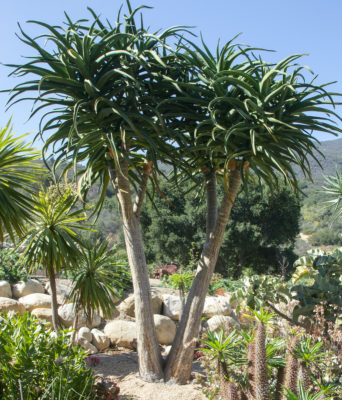 Tree Aloe 'Hercules' (c) Debra Lee Baldwin