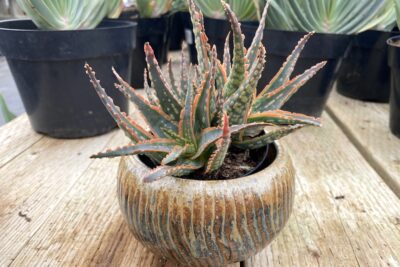 Dwarf Aloe 'Krakatoa' in Pottery by Patrice at Oasis Water Efficient Gardens nursery