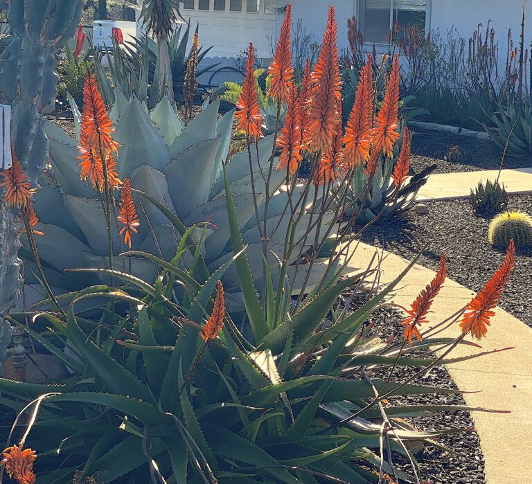 See Josh Allen's Rare Aloe & Cycad Nursery Near San Diego - Debra Lee ...