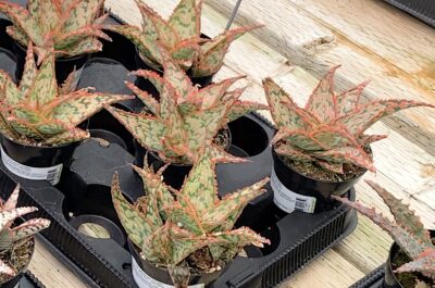 Dwarf Aloe 'Mauna Kea' at Oasis Water Efficient Gardens nursery