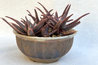 Dwarf Aloe 'Purple Haze' in Pottery by Patrice