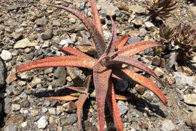 Small bright red succulent: Aloe 'Rooikappie'