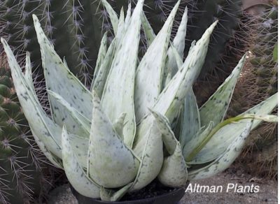 Aloe 'Snow Drift' PPAF (Altman Plants)