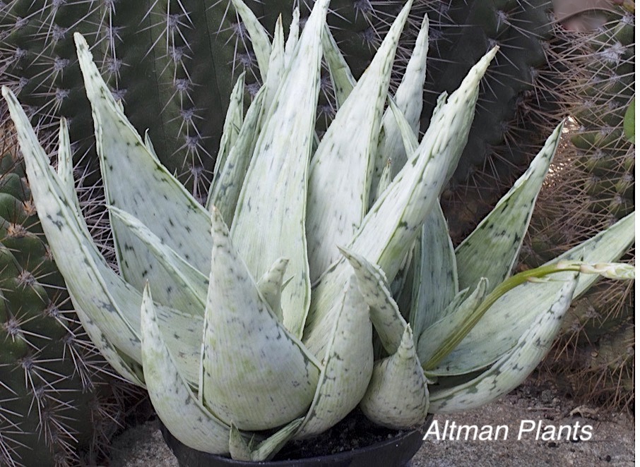 Kelly Griffin Aloe Hybrid Snow Drift Aloe Details about   Aloe 'Snow Drift'