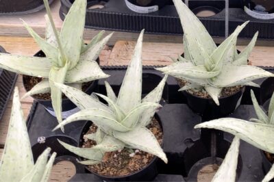 Dwarf Aloe 'Snowdrift' at Oasis Water Efficient Gardens