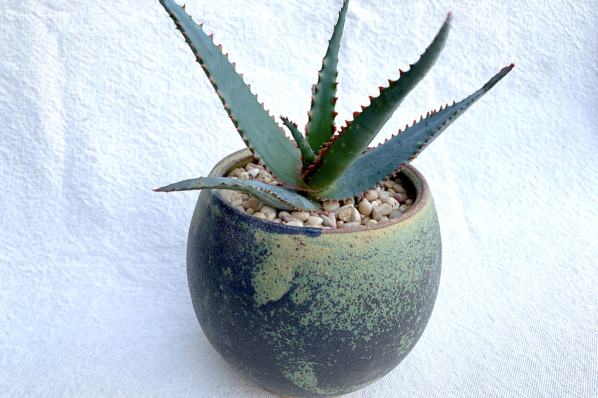 Aloe 'Swordfish' in a Pat Roach pot