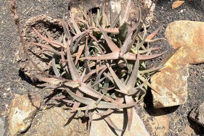 Pale green skinny leaved succulent: Aloe acutissima (c) Debra Lee Baldwin