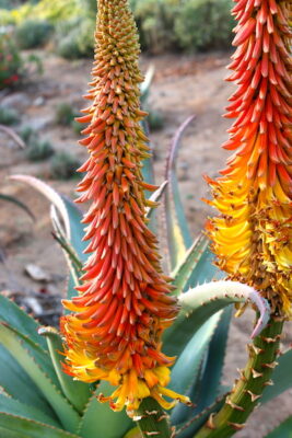 Aloe africana (c) Debra Lee Baldwin