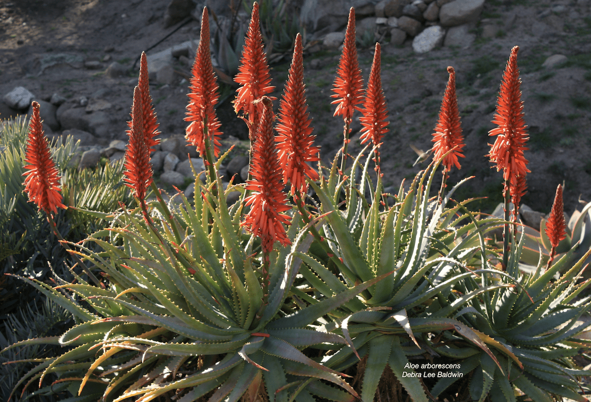 Aloes are common succulents (c) Debra Lee Baldwin