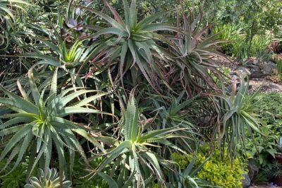 Aloe arborescens (c) Debra Lee Baldwin