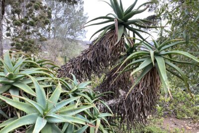 Tree forming mounding succulent Aloe arborescens (c) Debra Lee Baldwin