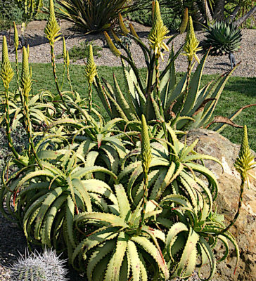 Yellow Aloe arborescens 'Lutea' (c) Debra Lee Baldwin