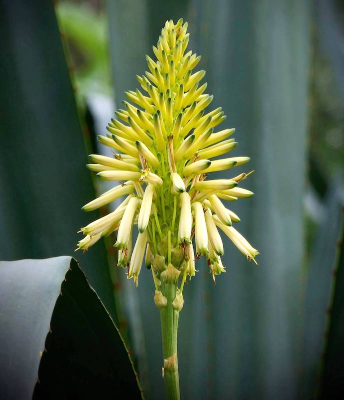 Aloe arborescens 'Lutea' (c) Debra Lee Baldwin 