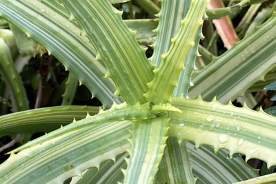 Aloe arborescens 'Variegata' (c) Debra Lee Baldwin
