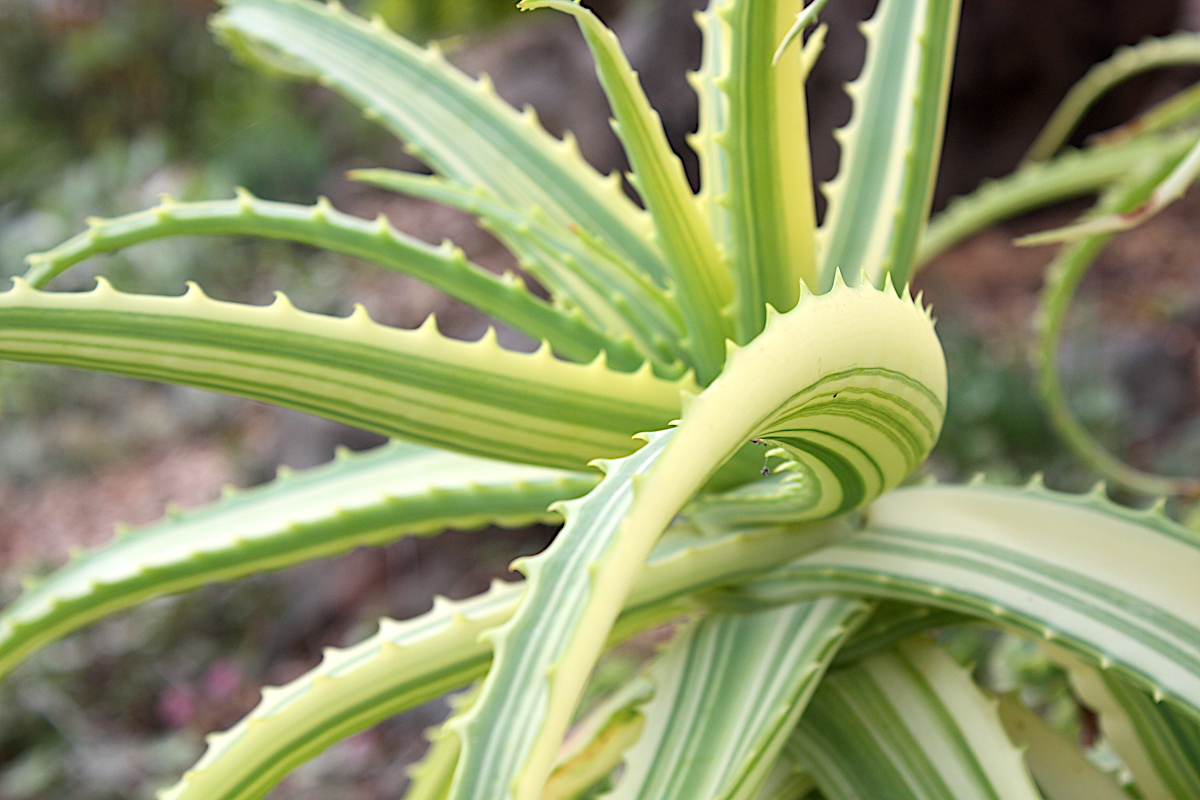 Aloe arborescens 'Variegata' has green and cream stripes (c) Debra Lee Baldwin 