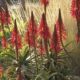 Aloe arborescens and Mexican feather grass (c) Debra Lee Baldwin