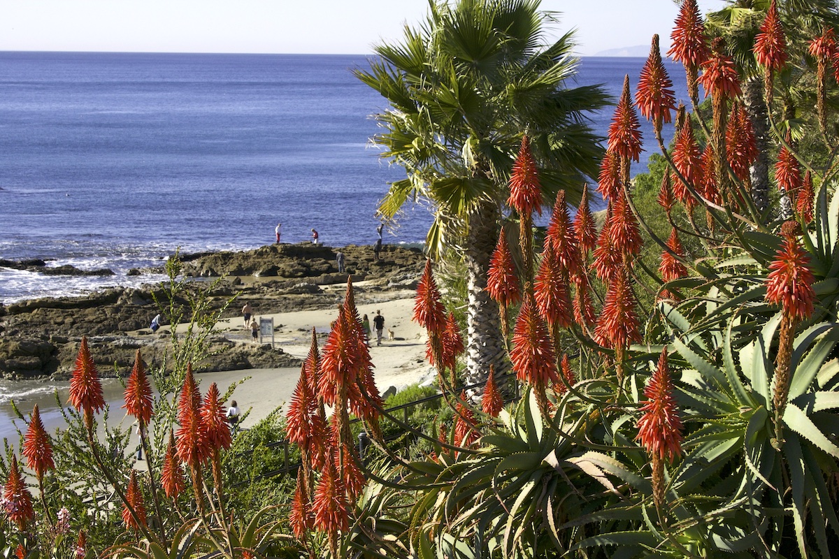 Aloe arborescens grows atop cliffs in Laguna Beach, CA