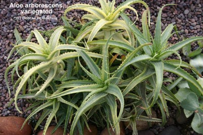 Striped Aloe arborescens, variegated (c) Debra Lee Baldwin