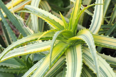 Aloe arborescens, variegated (c) Debra Lee Baldwin
