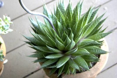 Pointed leaved Aloe aristata (c) Debra Lee Baldwin