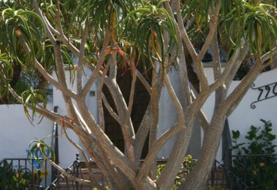 Tree Aloidendron bainesii (Aloe barberae) (c) Debra Lee Baldwin