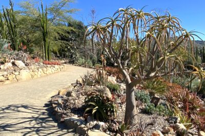 Aloe tree in landscape, Aloe bainesii (c) Debra Lee Baldwin