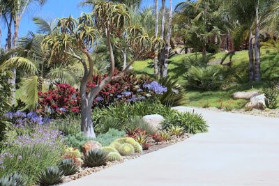 Aloe bainesii Succulent driveway (c) Debra Lee Baldwin