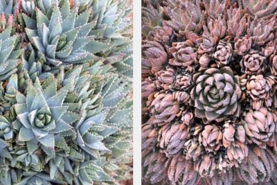 Aloe brevifolia before & after stressing (c) Debra Lee Baldwin