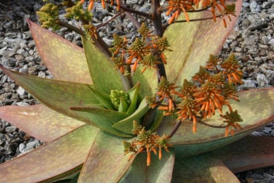 Freckled Aloe buhrii (c) Debra Lee Baldwin