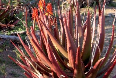 Red Aloe cameronii (c) Debra Lee Baldwin