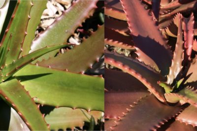 Aloe cameronii before & after stressing (c) Debra Lee Baldwin