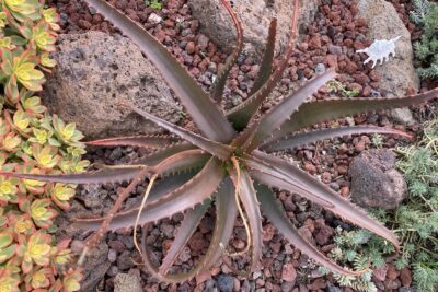Aloe cameronii, chocolaty color (c) Debra Lee Baldwin